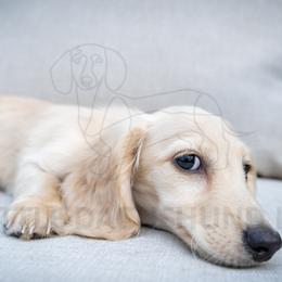 Cream Puff - Cream male Dachshund puppy in Temecula, California from Naomi Magee's Dachshund Kennel