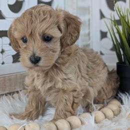 Kirby - Male 1 - Apricot male Havapoo puppy in Burlington, Iowa from River View Puppies
