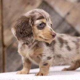 Dachshund Puppies from Prima Dachshunds