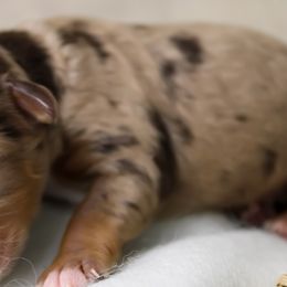 Bernedoodles, Goldendoodles, and Schnoodles from Adirondack Poodles Goldendoodles,Bernedoodles & Schnoodles