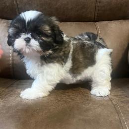AKC Lexi - Brindle and white female Shih Tzu puppy in Greenville, South Carolina from Babyface Shih Tzu