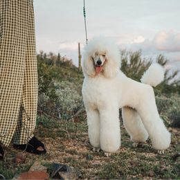 Cardi - Poodle