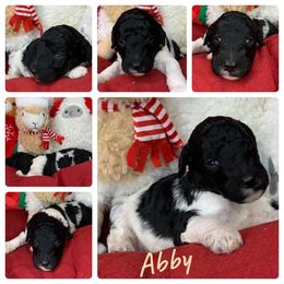 Poodle Puppies from Wonderland Kennel