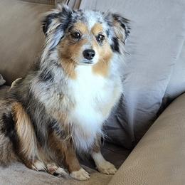Jani - Toy Australian Shepherd