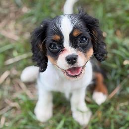 Angus - Tri-color male Cavalier King Charles Spaniel puppy in Cleveland, Georgia from Cavalier Country Farm