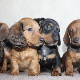 Dachshund Puppies from Tired Chef Dachshunds