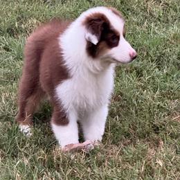 250 - Red tri-color female Miniature American Shepherd puppy in Nolensville, Tennessee from Sweetheart Miniature American Shepherds