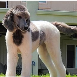 Collette - Poodle