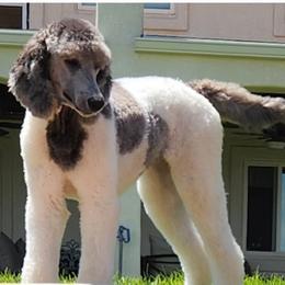 Collette - Poodle