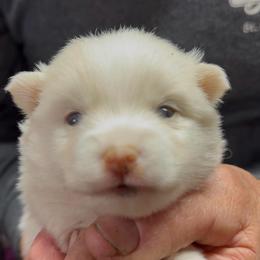 Cobalt - White male Pomsky puppy in Spring Hill, Florida from PDQ Pomskies