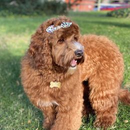 Ginger - Australian Labradoodle