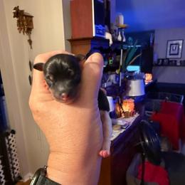 Baby 1 - White black and tan male Toy Fox Terrier puppy in Clermont, Florida from Debbie Hiles's Toy Fox Terriers