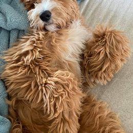 Goldendoodles from Glamour Doodles of LA 2