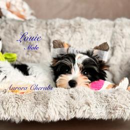 Louie - Black tan and white male Biewer Terrier puppy in Palmer, Alaska from Aurora Cherubs Baby Doll Yorkshires and Biewers