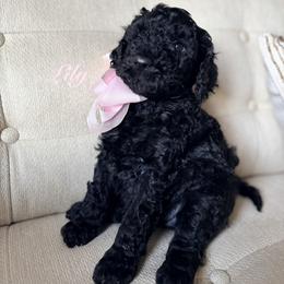 Lily - Black female Poodle puppy in Fishers, Indiana from Grace Haven Poodles
