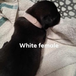 White female - Black female Belgian Malinois puppy in Fort Worth, Texas from North Texas Working Malinois