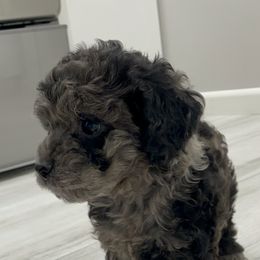 Cockapoo Puppies from Doodle Corner
