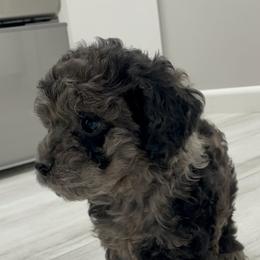 Cockapoo Puppies from Doodle Corner