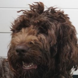 Summer - Australian Labradoodle