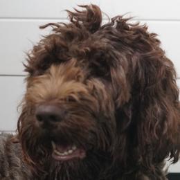 Summer - Australian Labradoodle
