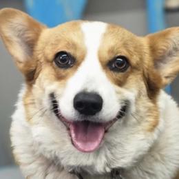 Mandy - Pembroke Welsh Corgi
