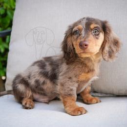 Caspian - Dapple male Dachshund puppy in Temecula, California from Naomi Magee's Dachshund Kennel