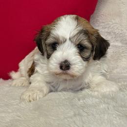 Amber - Red sable female Havanese puppy in Wappapello, Missouri from Titanium Havanese LLC