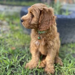 Cockapoo Puppies from Chesapeake Cockapoos