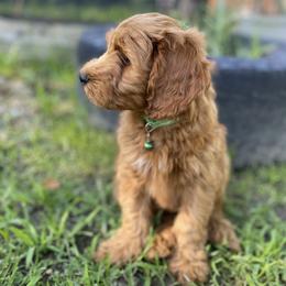Cockapoo Puppies from Chesapeake Cockapoos
