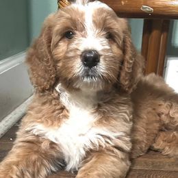 Aussiedoodles from Howdilly Doodley