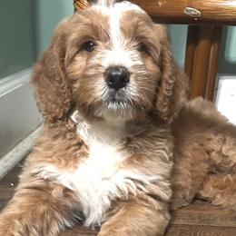 Aussiedoodles from Howdilly Doodley