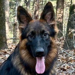 Delta Dawn - Sable female German Shepherd puppy in Canton, Texas from WILDWOOD GERMAN SHEPHERDS