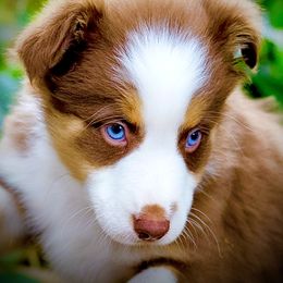 Luna - Red tri-color female Australian Shepherd puppy in Oakland City, Indiana from Moonlightaussies