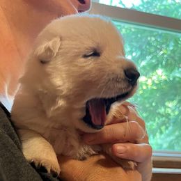 Purple collar boy - White male Berger Blanc Suisse puppy in Millville, New Jersey from Hollybrook White Shepherds