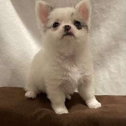 Chihuahua Puppies from Trenda's Chihuahuas