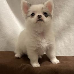 Chihuahua Puppies from Trenda's Chihuahuas