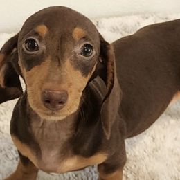 Dachshunds from New Empire Kennels