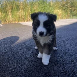 Icelandic Sheepdog Puppies from Tobiasson icie