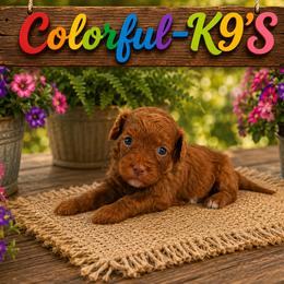 Prada - Red female Cavapoo puppy in Myrtle Beach, South Carolina from Colorful-K9'S