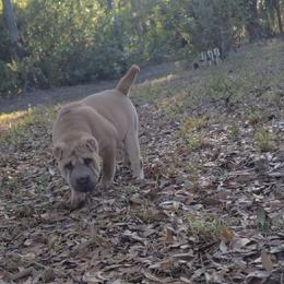 Fancy - Blue sable female Chinese Shar-Pei puppy in Lehigh Acres, Florida from Florida Wrinkles