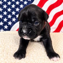 Jackpot - Brindle female Boxer puppy in Murrieta, California from Boxerpupziesrock