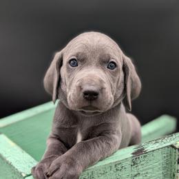 Calvin - Blue male Weimaraner puppy in Evart, Michigan from Drehbar Weimaraners