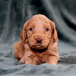 Misty - Caramel red female Australian Labradoodle puppy in Stanwood, Washington from Victoria Creek Australian Labradoodles