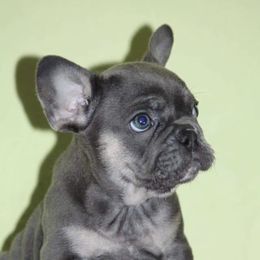 French Bulldog Puppies from Frenchie Paws