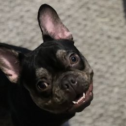 Budda - French Bulldog
