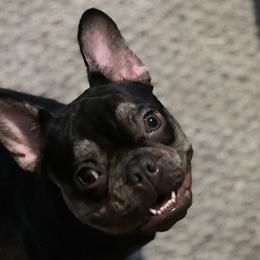 Budda - French Bulldog