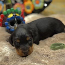 Scar-Green - Black and tan male Dachshund puppy in Surpise, Az Corona, Ca Hemet, Ca, Arizona from Over The Moon Dachshunds