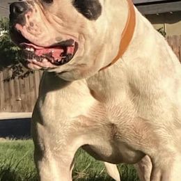 American Bulldogs from Best Buds American Bulldogs