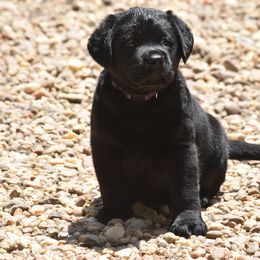 French Bulldog and Labrador Retriever Puppies from Gainesfield Labradors