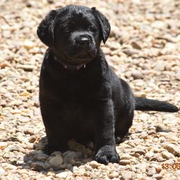 French Bulldog and Labrador Retriever Puppies from Gainesfield Labradors